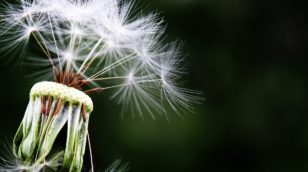 dandelion