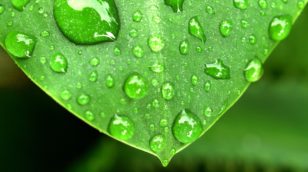 Plant and Rain